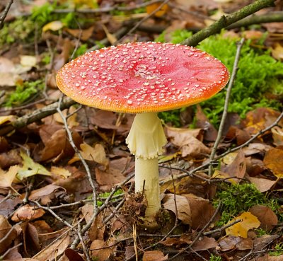 Vliegenzwam (Amanita muscaria)