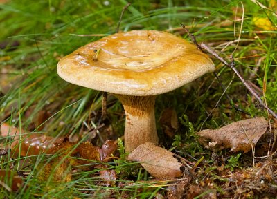 Gewone krulzoom(Paxillus involutus)