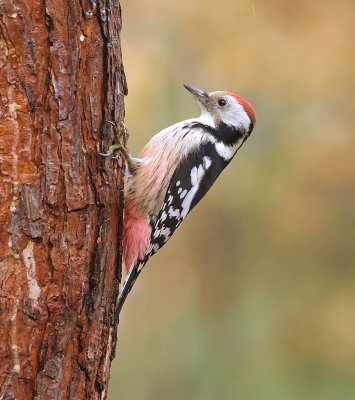 Middelste Bonte Specht (Middle-spotted Woodpecker)