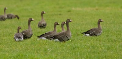 Kolganzen (White-fronted Geese)