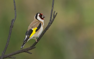 Putter (European Goldfinch)