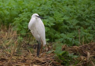 Kleine Zilverreiger (Little Egret)