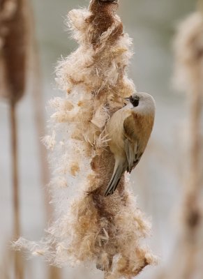 Buidelmees (Eurasian Penduline Tit)
