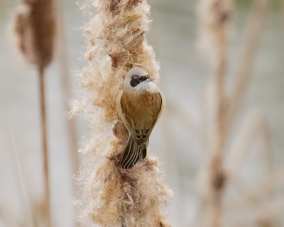 Buidelmees (Eurasian Penduline Tit)
