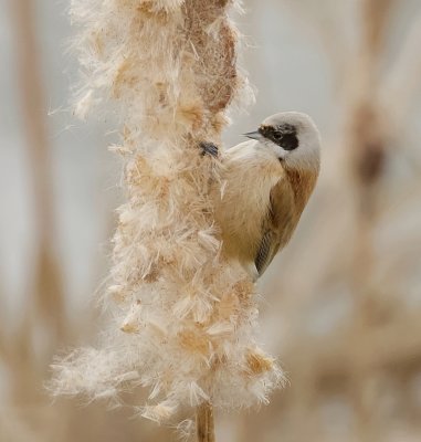 Buidelmees (Eurasian Penduline Tit)