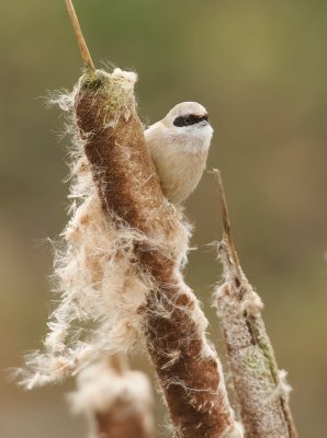 Buidelmees (Eurasian Penduline Tit)