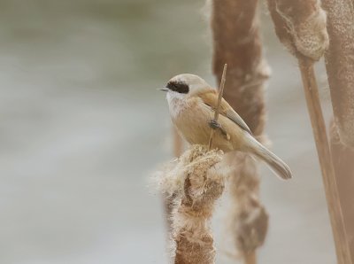 Buidelmees (Eurasian Penduline Tit)