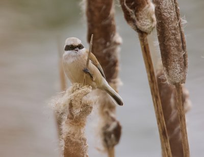 Buidelmees (Eurasian Penduline Tit)