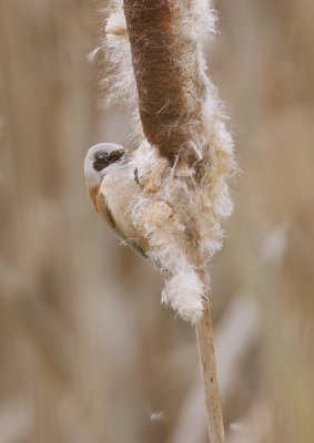 Buidelmees (Eurasian Penduline Tit)