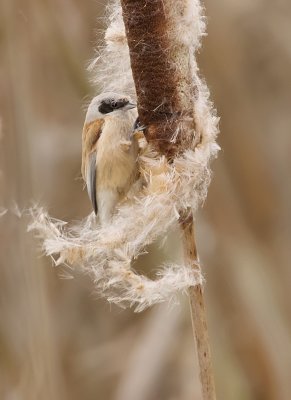 Buidelmees (Eurasian Penduline Tit)