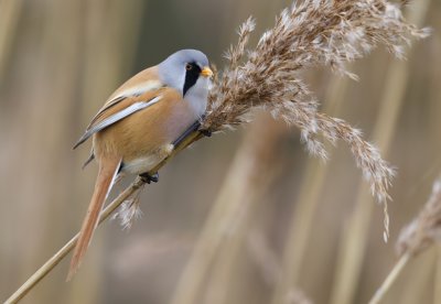Baardman (Bearded Reedling)