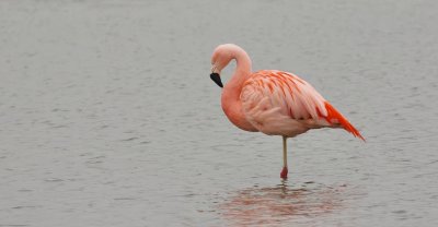 Chileense Flamingo (Chilean Flamingo)