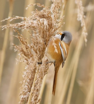 Baardman (Bearded Reedling)