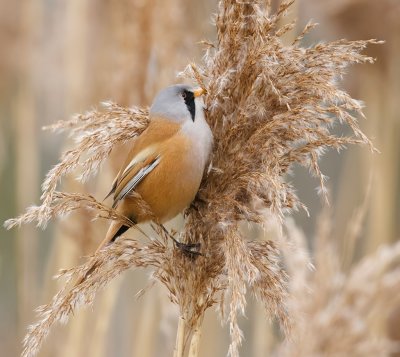 Baardman (Bearded Reedling)