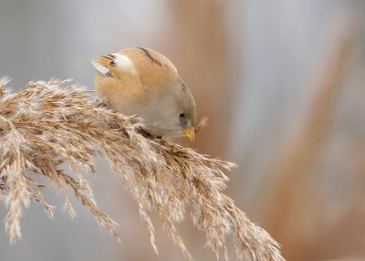 Baardman (Bearded Reedling)
