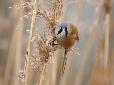 Baardman (Bearded Reedling)