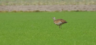 Grote Trap (Great Bustard)