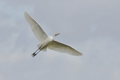 Grote Zilverreiger (Western Great Egret)