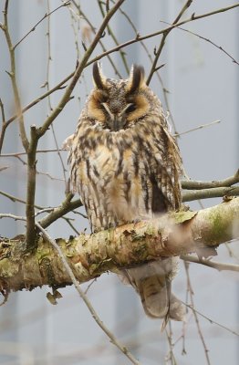 Ransuil (Long-eared Owl)