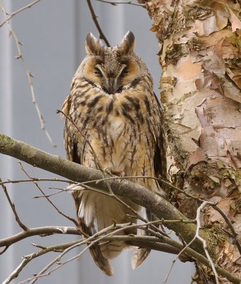 Ransuil (Long-eared Owl)