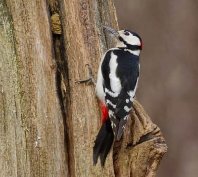 Grote Bonte Specht (Great Spotted Woodpecker)