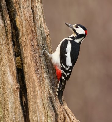 Grote Bonte Specht (Great Spotted Woodpecker)