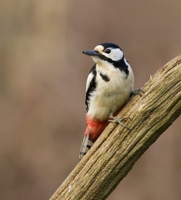 Grote Bonte Specht (Great Spotted Woodpecker)