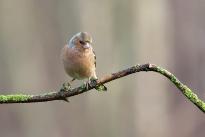 Vink (Common Chaffinch)