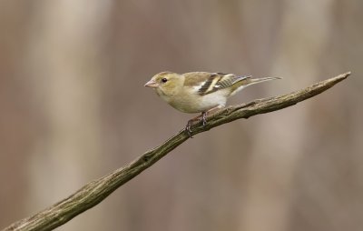 Vink (Common Chaffinch)