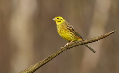 Geelgors (Yellowhammer)