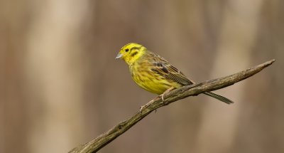 Geelgors (Yellowhammer)