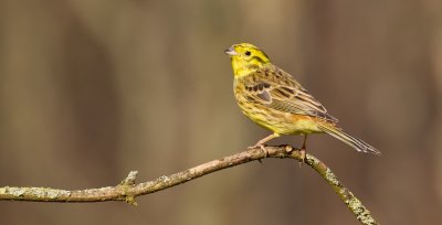 Geelgors (Yellowhammer)