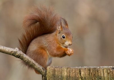 Eekhoorn (Red Squirrel)