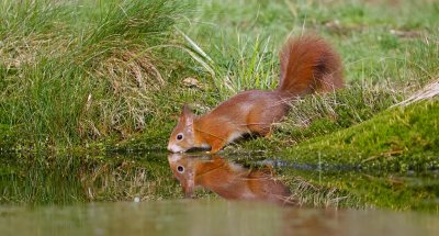 Eekhoorn (Red Squirrel)