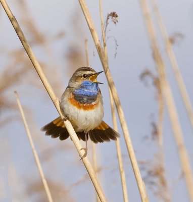 Blauwborst (Bluethroat)