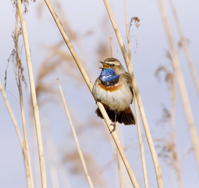 Blauwborst (Bluethroat)