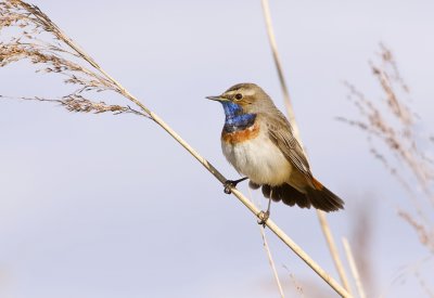 Blauwborst (Bluethroat)