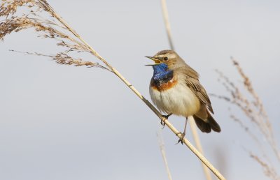 Blauwborst (Bluethroat)