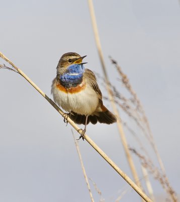 Blauwborst (Bluethroat)