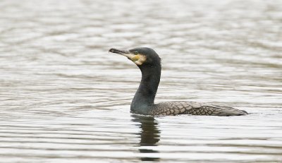 Aalscholver (Great Cormorant)