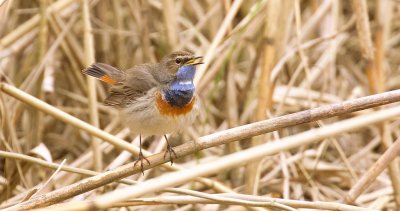 Blauwborst (Bluethroat)
