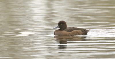 Kuifeend (Tufted Duck)