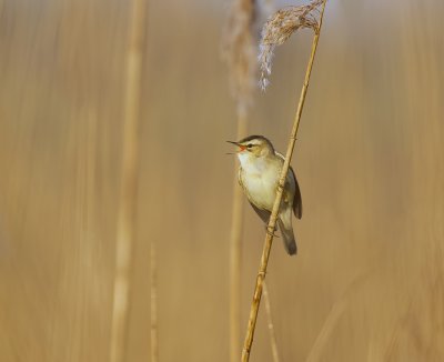 Rietzanger (Sedge Warbler)