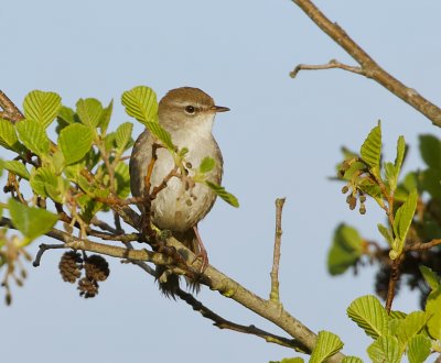 Cetti's Zanger (Cetti's Warbler)