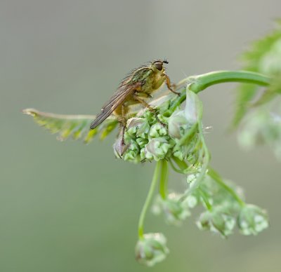 Strontvlieg (Scathophaga stercoraria) - Yellow Dung Fly