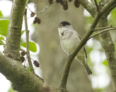 Zwartkop (Eurasian Blackcap)