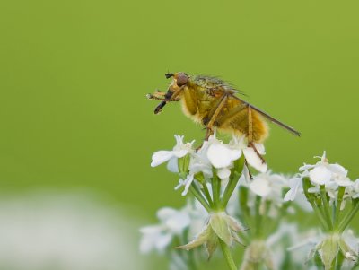Strontvlieg (Scathophaga stercoraria) - Yellow Dung Fly