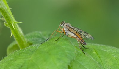 Gewone Snipvlieg (Rhagio scolopaceus) - Downlooker Snipefly