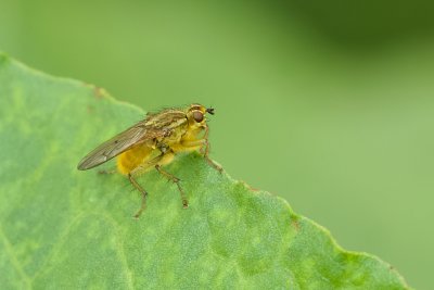 Strontvlieg (Scathophaga stercoraria) - Yellow Dung Fly