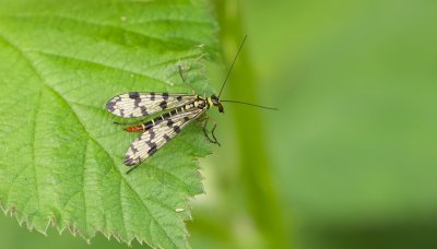 Weideschorpioenvlieg (Panorpa vulgaris) - Meadow scorpion fly